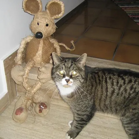 Haus Rosswiese Daire *