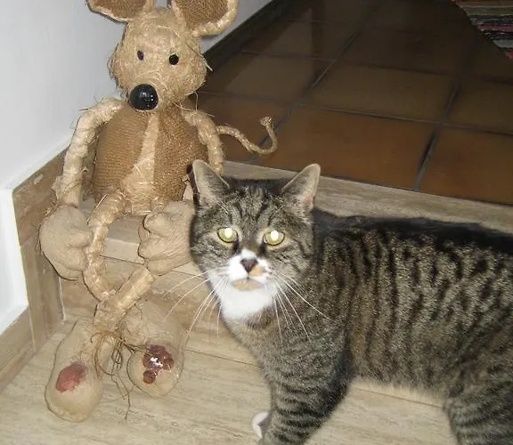 Haus Rosswiese 公寓 *